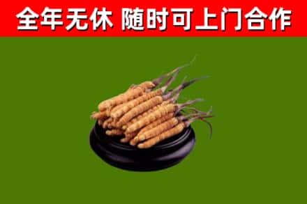 保定烟酒回收冬虫夏草.jpg